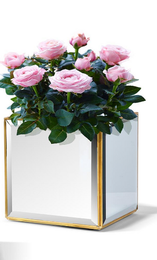 Large Beveled Mirror Cachepot